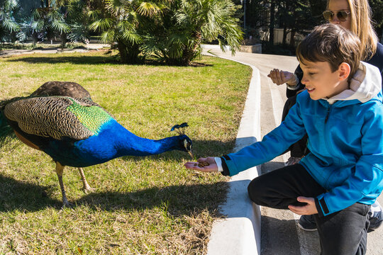 8 Year Old Caucasian Boy With Mom Feed A Peacock From The Palm