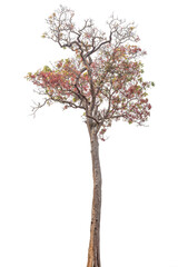 Obraz premium Tree isolated on white background