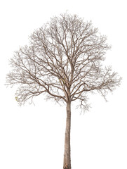 Branch of dead tree with clipping path isolated on white background.