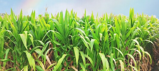 Fototapeta premium corn plantation