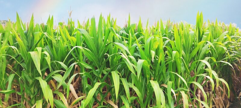 corn plantation