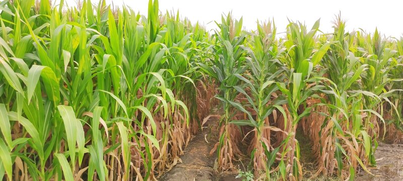 corn plantation