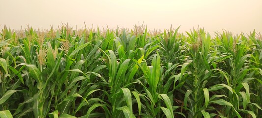 corn plantation
