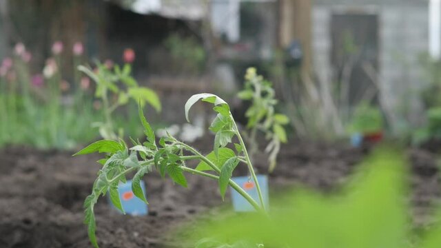 Tomato seedling in the ground in the garden.