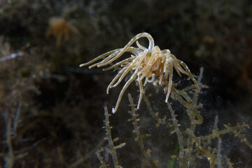 Grass crack anemone (Paranemonia cinerea) in a Mediterranean Sea coast lagoon