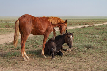 Fototapeta na wymiar Two horses in the steppe. Romantic plot