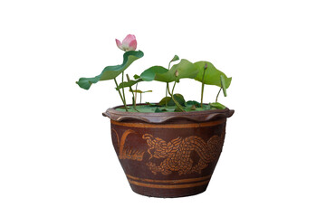 Beautiful purple Indian Lotus or Bean of India bloom in pot isolated on white background included clipping path.