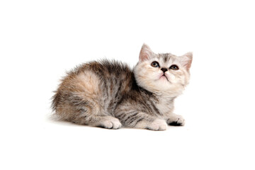 A purebred tabby kitten lies on a white background