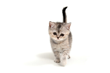 Fluffy little purebred kitten on a white background