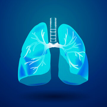 3D illustration Respiratory system, lungs medical graphic in blue