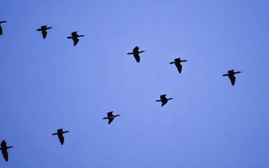 Migratory flock of gees flying as v formation in a clear blue sky