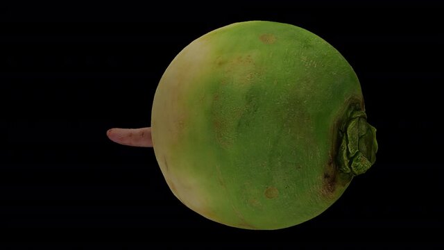 Realistic render of a spinning cut Watermelon Radish (Roosehearth, Red Daikon) on transparent background (with alpha channel). The video is seamlessly looping, and the 3D object is scanned from a real