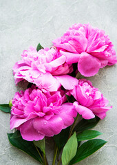 Pink peony flowers on a grey concrete background