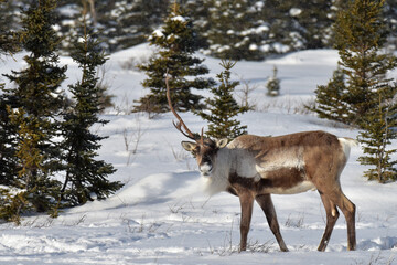 A caribou with one antler standing in a snowy Alaska field