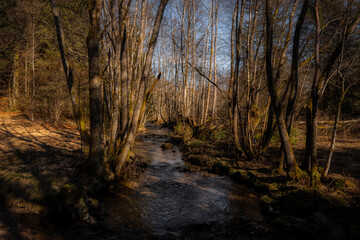 Obraz premium river in the forest