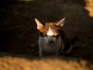 focus at eye of two tone white and brown cat