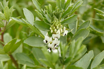 Flor de la planta de la haba en primavera, campos de Córdoba, Andalucía 