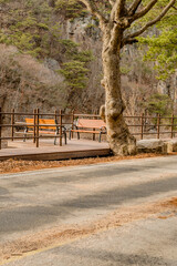 Park benches on wooden boardwalk beside rural road