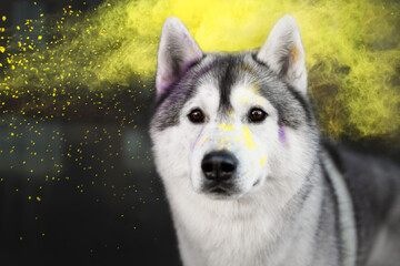 Husky and holi paints