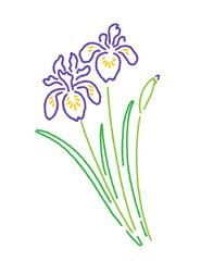 Fototapeta na wymiar こどもの日・菖蒲の花のイラスト　Hand-drawn illustration of iris flower