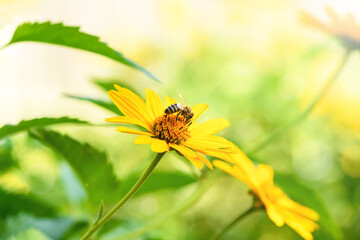 Bee and flower. Close up of a large striped bee collecting pollen on a yellow flower on a Sunny day on a green background. A bee collects honey. Summer and spring backgrounds