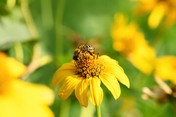 Bee and flower. Close up of a large striped bee collecting pollen on a yellow flower on a Sunny day on a green background. A bee collects honey. Summer and spring backgrounds