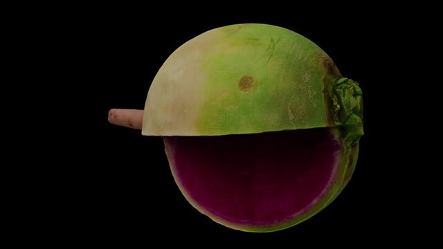 Realistic render of a rotating cut Watermelon Radish (Roosehearth, Red Daikon) on black background. The video is seamlessly looping, and the 3D object is scanned from a real radish.
