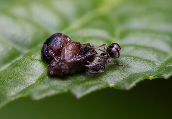 macro of a black ant