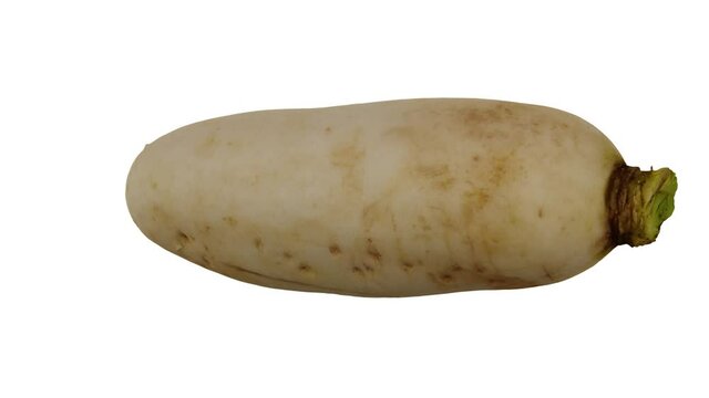 Realistic render of a spinning Daikon (White Japanese Radish) on white background. The video is seamlessly looping, and the 3D object is scanned from a real daikon.
