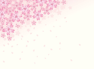 Sakura cherry blossom flower and petal pink and white background