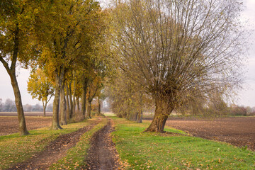 Naklejka premium A number of different trees are the typical landscape in the region Altmark, Germany.