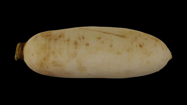 Realistic render of a rolling Daikon (White Japanese Radish) on black background. The video is seamlessly looping, and the 3D object is scanned from a real daikon.
