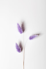 Rabbit Tail Grass Dried Flowers on white background. Minimalistic composition. Romantic, nature background. Copy space.