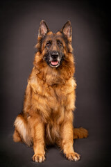 Head shot portrait of a beautiful german shepherd on a dark grey background with tong out of the mouth