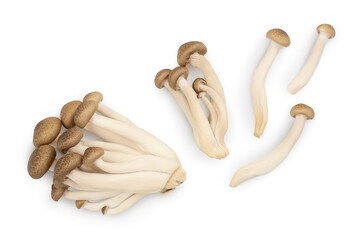 Brown beech mushrooms or Shimeji mushroom isolated on white background with clipping path. Top view, flat lay