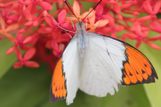 ツマベニチョウ Images – Browse 62 Stock Photos, Vectors, and Video