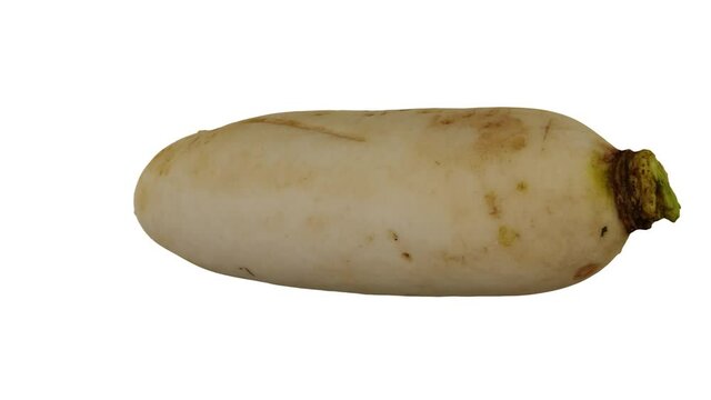 Realistic render of a rotating Daikon (White Japanese Radish) on white background. The video is seamlessly looping, and the 3D object is scanned from a real daikon.
