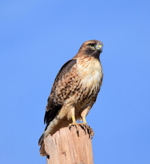 striking red-tailed hawk perched on a pole, looking for prey,  on  a sunny day near alamogordo, new mexico