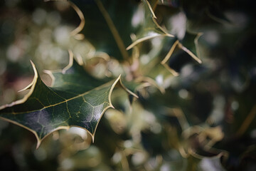 leaves of a tree