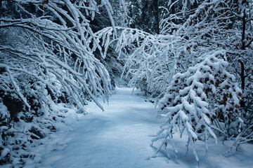 snow covered trees
