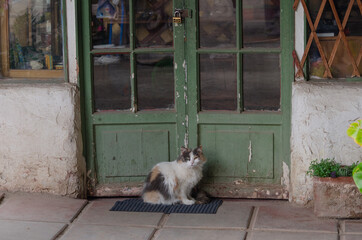 Pet, cat, standing on the street on colorful background