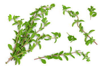 Oregano or marjoram leaves isolated on white background with clipping path and full depth of field. Top view. Flat lay