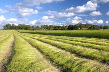 Fototapeta premium Arrachage du lin, alignement andains de lin. Arracheuse