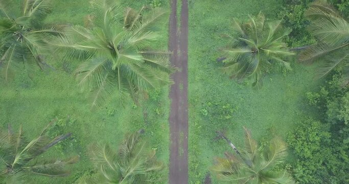Palm Treetops In Empty Country Road During Spring At Cotigao Wildlife Sanctuary In South Goa, India. - Aerial Topdown Shot