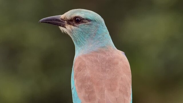 Stunning closeup of a European Roller taking off and flying out the frame, Kruger National Park. 
