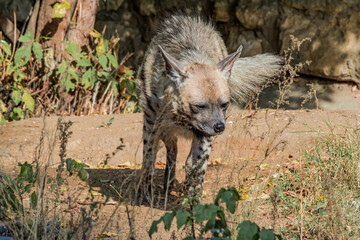 Striped Hyena (Hyaena hyaena)