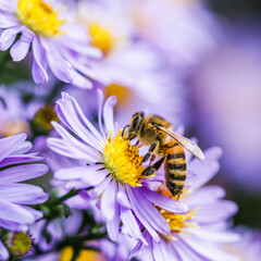 Beautiful blue flowers Sapphire Mist.Aster dumosus with a bee in autumn garden.