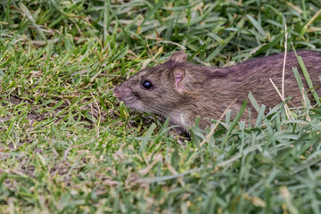 Naklejka na ściany i meble Brown Rat (Rattus norvegicus) in park