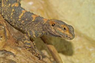 Close up of a nice colored painted or rainbow drago, Laudakia stellio , an Asian rock agama