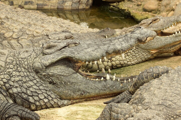 Closeup of the Nile crocodile,  Crocodylus niloticus,  a large crocodilian of freshwater habitats in Africa